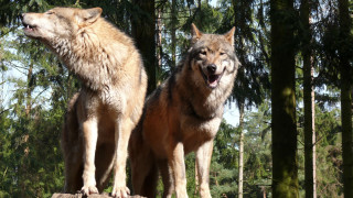 Two wolfs standing log forest - two wolf free wallpaper