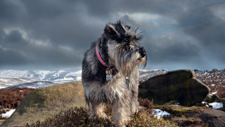 Shaggy dog mountain cloudy sky - a red collar free wallpaper