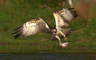 Bird flying over water fish 2 - a fish free wallpaper