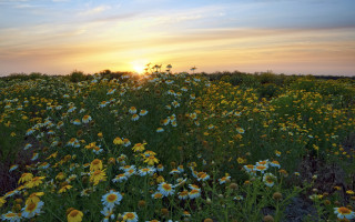 Wildflower sunset clouds ecological art - a field of wildflowers free wallpaper