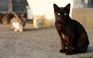 Cats driveway group carlos catasse - one cat free wallpaper