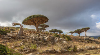 Trees rocky hillside cloudy sky - a group of trees free wallpaper