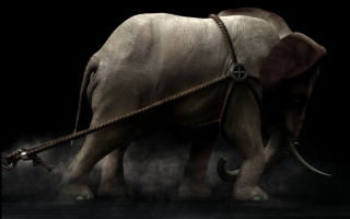 Elephant rope black background photorealism - an elephant free wallpaper