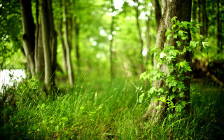 Lush green forest bench dappled - lot of trees and grass free wallpaper