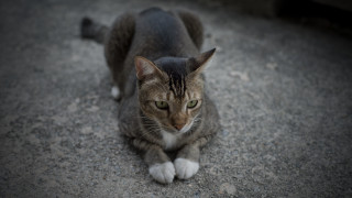 Sad cat green eyes jigsaw - something free wallpaper