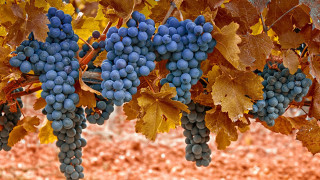 Grapes vineyard autumn leaves reddirt - de hirsh margule free wallpaper