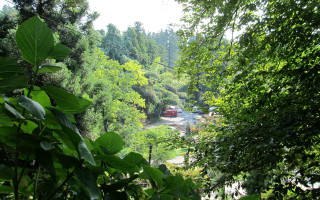 Jungle road dappled sunlight vehicle - a distance free wallpaper