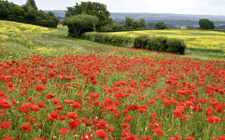Red flower field hill trees - the distance in the distance free wallpaper