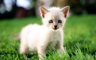 White kitten blue eyes curious 9 - a small white kitten free wallpaper