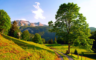 Grassy path mountain trees autumn - the side of the path free wallpaper