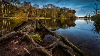 Night lake tree stump reflection - the shore of a lake free wallpaper for desktop