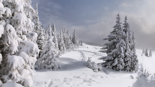 Snowy landscape trees trail blue 2 - a snowy landscape free wallpaper