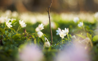 Flower butterfly daisy lily bokeh - a blurry background of flowers free wallpaper for desktop