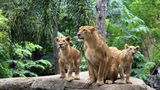 Three lions rock zoo bamboo - free animals wallpaper