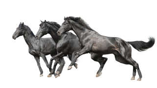 Three black horses air digital - ancell stronach free wallpaper