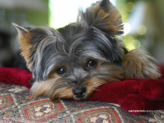 Small dog red blanket couch - a red blanket free wallpaper