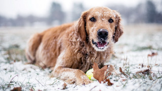 Dog snow tennis ball winter - a tennis ball free wallpaper