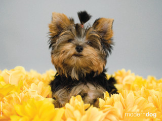Small dog yellow flowers gray 3 - a gray sky in the background free wallpaper