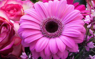 Pink flower closeup floral background - a pink flower free wallpaper