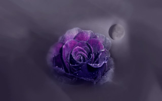 Purple rose moonlight night sky - a purple rose free wallpaper