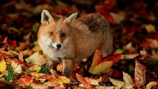 Fox leaves autumn curious animal - the fall season free wallpaper