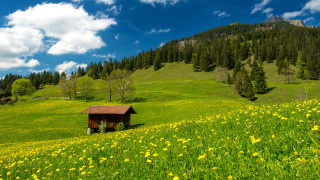 Small cabin flower field mountain - yellow flower and trees free wallpaper