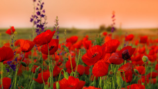 Red flower field pink sky - red flower free wallpaper