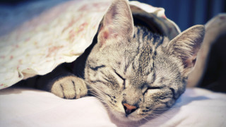 Cat sleeping bed blanket closed - morning free wallpaper