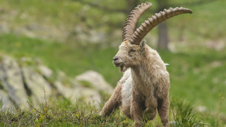 Goat long horns field grass 3 - a goat free wallpaper