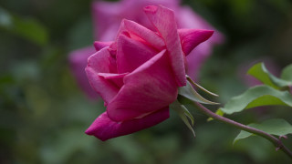 Pink rose garden blurry background - green leaf and flowers free wallpaper