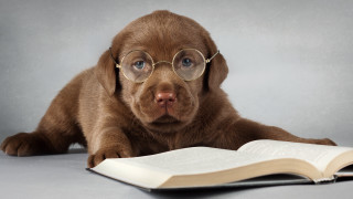 Puppy glasses reading book cute 2 - academic art free wallpaper