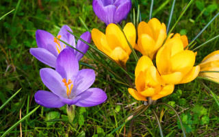Flower field butterflies daisies garden - a group of flowers free wallpaper