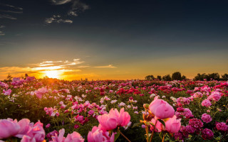 Flower field sunset clouds pink - andrew law free wallpaper