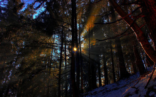 Sunbeam forest snow moon fireworks - the ground and trees free wallpaper for desktop