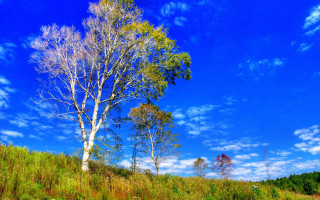 Tree hill clouds autumn bluesky - alone free wallpaper