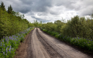 Dirt road blue flowers trees - lightroom free wallpaper