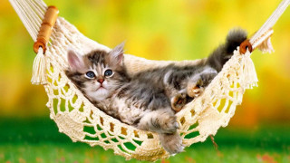 Kitten hammock cat green background - a hammock free wallpaper