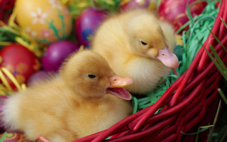 Ducks basket eggs red ribbon - egg free wallpaper