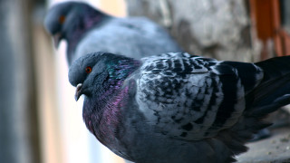 Pigeons ledge window sill constructivism - the other side free wallpaper for desktop