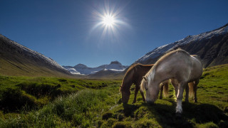 Horses grazing mountains sunlight nature - two horse free wallpaper
