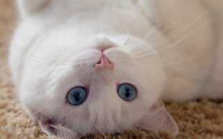 White cat blue eyes rococo 3 - its head on free wallpaper