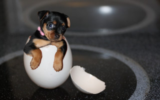Puppy egg shell table surrealism - surrealism free wallpaper