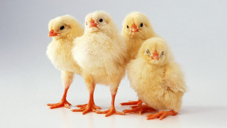Three chickens gray background white - institutional critique free wallpaper for desktop