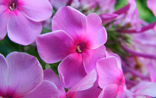 Pink flower hydrangea leaf macro - the background and a blurry background free wallpaper