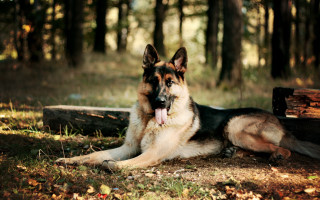 German shepherd lying grass woods - his tongue free wallpaper