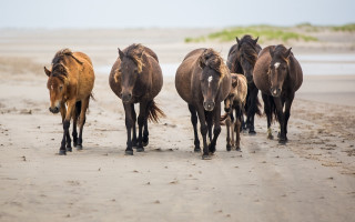 Horses beach sand ocean sunny - dirck de bray free wallpaper