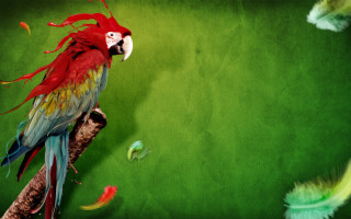 Red green parrot feathers flying - parrot free wallpaper