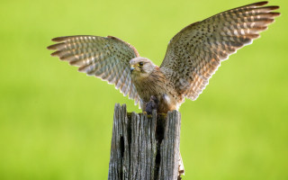 Owl wings spread wooden post - animal photography free wallpaper