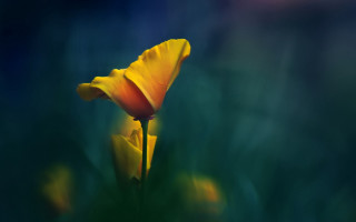 Yellow flower green background blurry 4 - a yellow flower free wallpaper