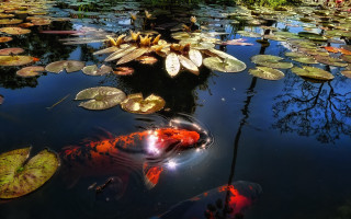 Pond waterlilies koi aurora night - impressionist painting free wallpaper
